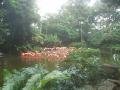 Jurong Bird Park 3