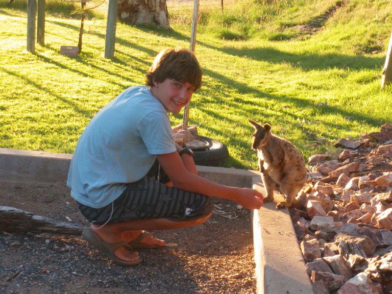 Wallaby Feeding