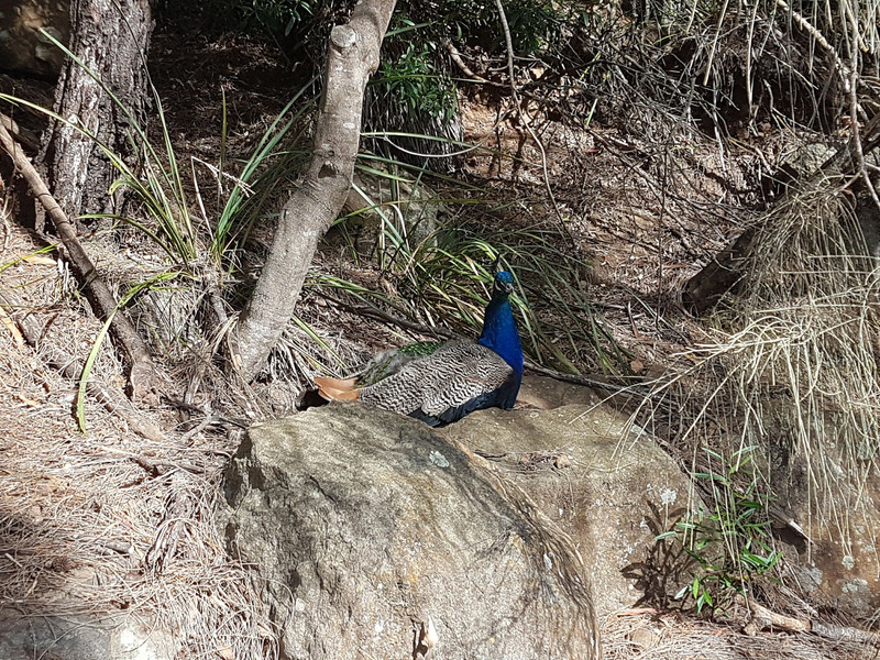 Peacock at the first basin