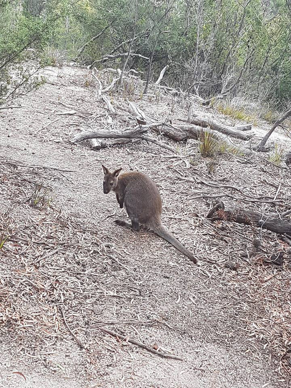 A wallaby on the way down