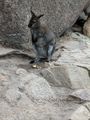 Wallaby eating an apple