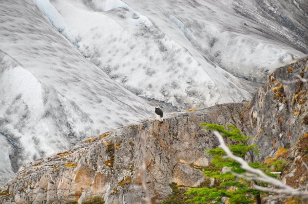 Condor above Gray Glacier