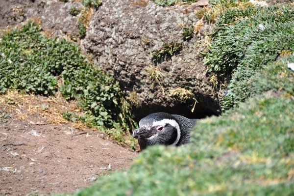 Jackass or Magellanic penguin crouching in his burrow
