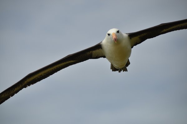 Being dive-bombed by albatross