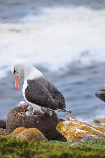 Albatross and chick