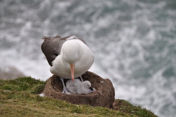 Albatross and chick; this is not zoomed in!