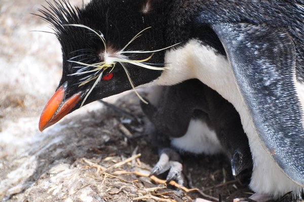 Rockhopper and chick