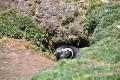 Jackass or Magellanic penguin crouching in his burrow