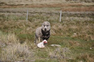 Newborn Lamb on Pebble Island