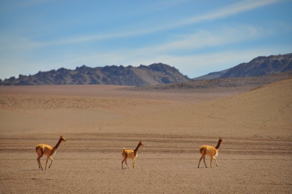 Vicunas on the march
