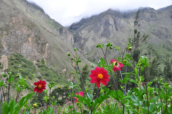 Flowers in the Andes