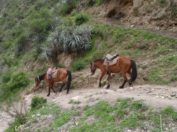 Horses navigating the steep trail
