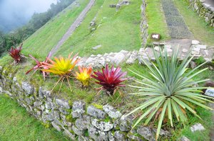 Exotic plants on the terraces