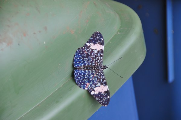 Butterfly on a garbage bin!