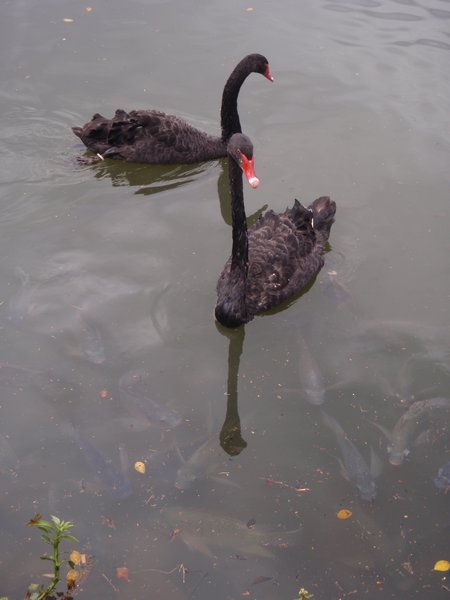 Black swans in Parque do Ibirapuera in Sao Paolo