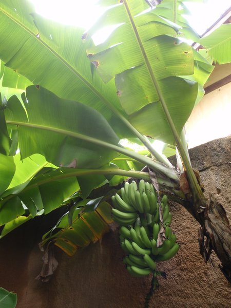 Bananas in the garden