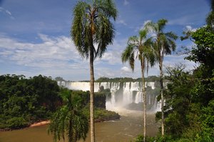 Palm trees at Iguazu Falls