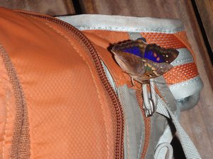 Colourful butterfly on my backpack!