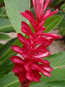 Beautiful tropical flowers
