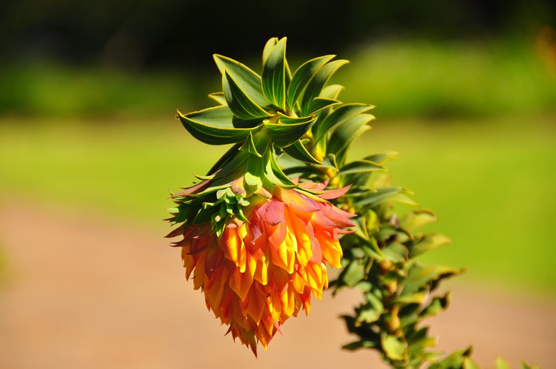 Exotic flower at Kirstenbosch