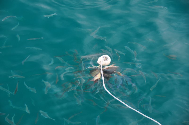 Ball of fish heads on a rope
