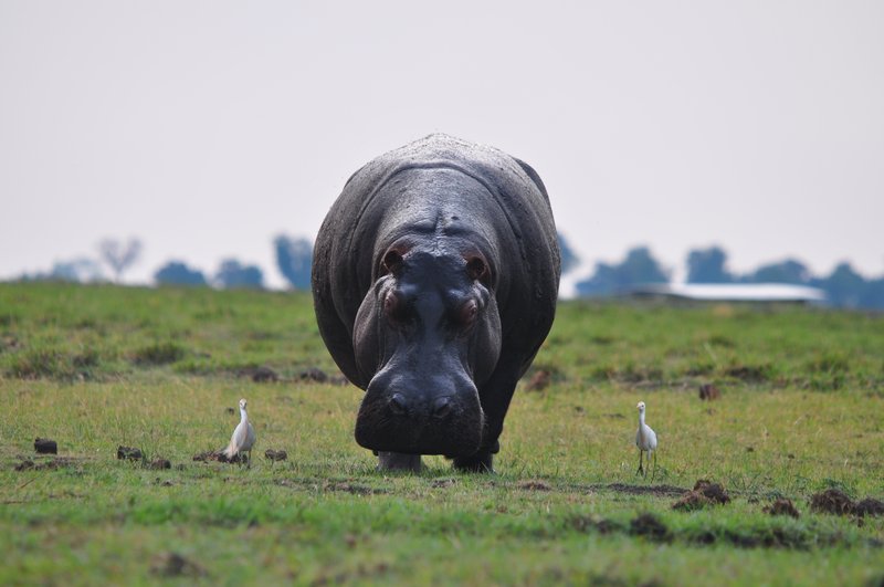 Hippo grazing with his cattle egret escorts