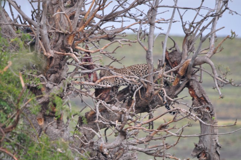 Leopard feeding on an impala in a tree
