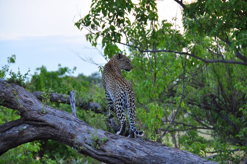 Leopard keeping an eye on a group of Impala