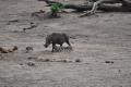 Warthog with piglets on the run!