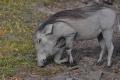 Warthogs are the only animal that prays while it eats!