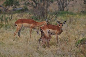 Group of Impalas
