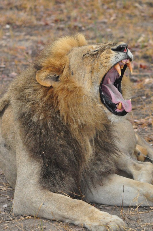 15-year old male lion also giving us a yawn