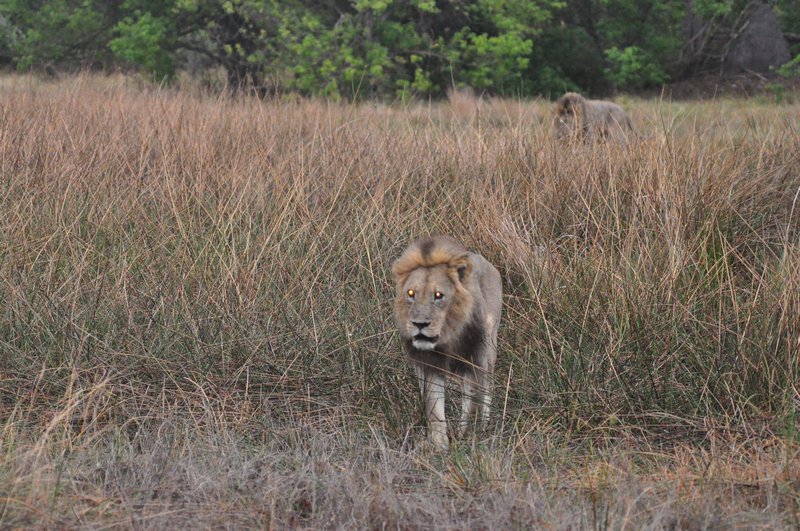The two male lions are on the move