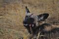 African Wild Dog chewing on a baby Impala leg