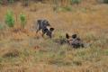 Two female wild dogs playing