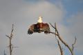 African Fish Eagle drying its wings