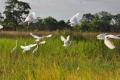 Cattle egrets in flight