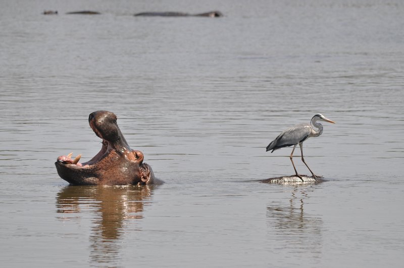Hippo yawning with heron surfing on its back