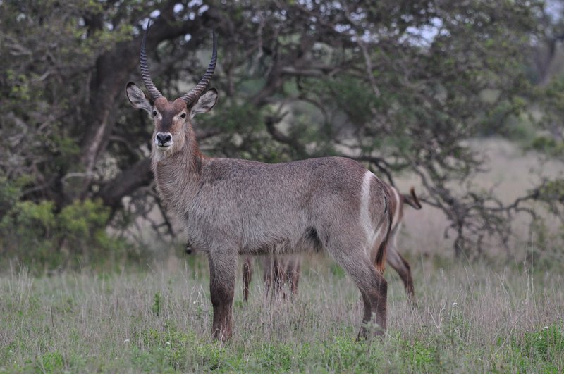 Male Waterbok posing for his photo