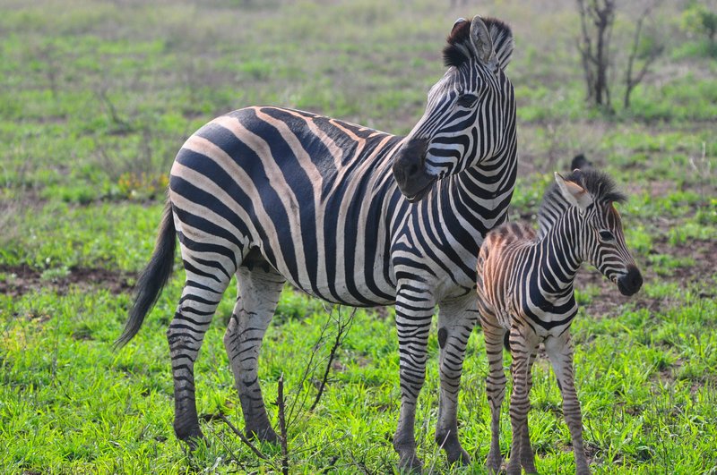 Zebra foal and watchful Mom