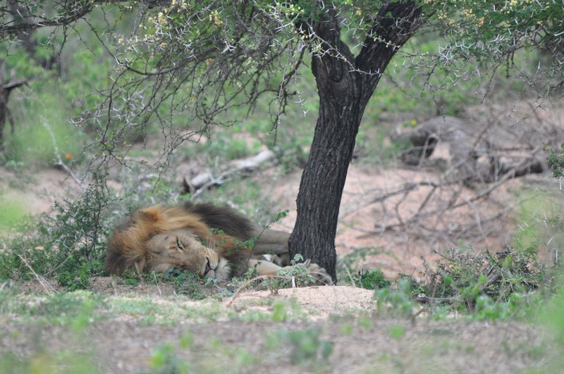Male lion snoozing in the shade