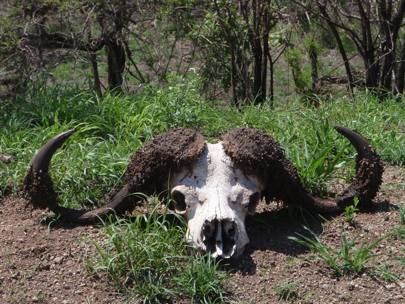 Cape buffalo skull with huge horns