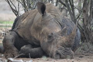 White rhino snoozing in the shade