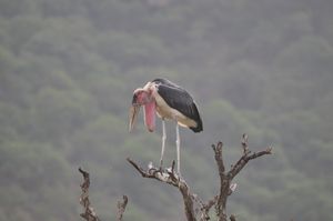 Marabou stork with wattle pouch dangling