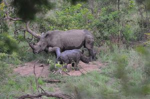 White rhino baby and mother using a rubbing post