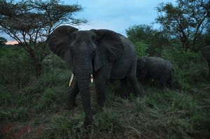 Elephant matriarch challenging the Land Rover at dusk