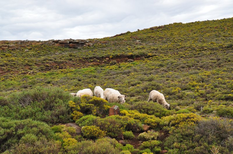 Lesotho sheep