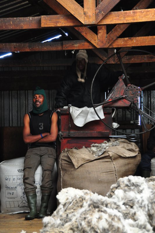 Sheep shearers preparing wool for export