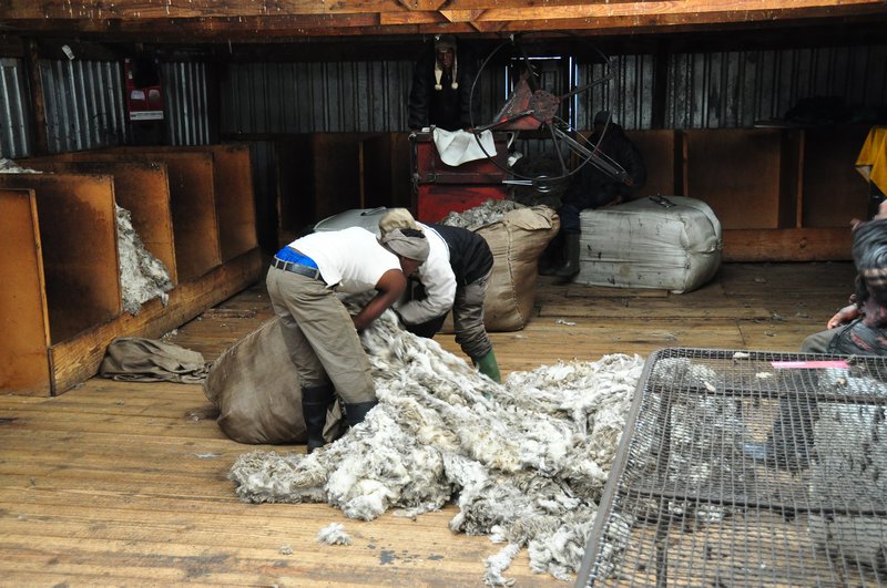 Packing a bale of wool