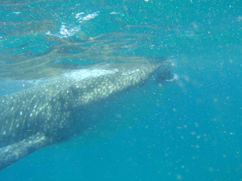 Feeding on zooplankton at the surface